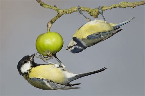 athletic tits|Learning from Great Tits' Urban Adaptability .